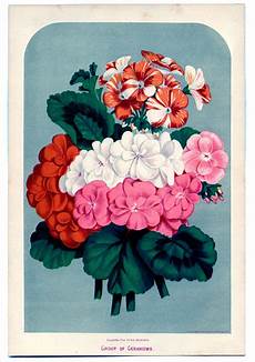 Flower Print Napkins