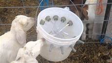 Feeding Bottle