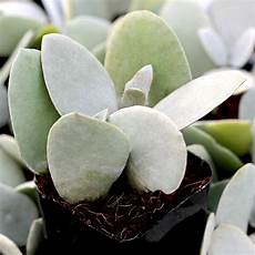 Plastic Silver Teaspoons