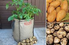 Seed Sacks