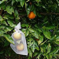 Seed Sacks