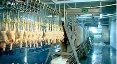 Semolina Packaging Line