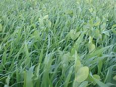Silage Cover