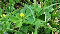 Trefoil Products